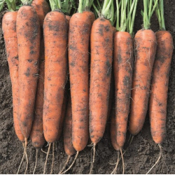 Marchew Norway  F1 100 tyś. nasion B-mox primed precyzja st